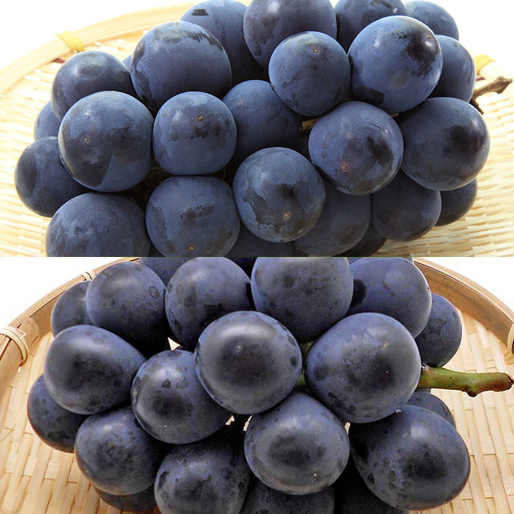 巨峰系ぶどう２種食べ比べ