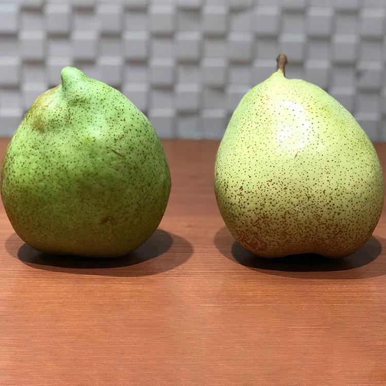山形県他マルゲリット・マリーラ約２ｋｇ（４玉～６玉）