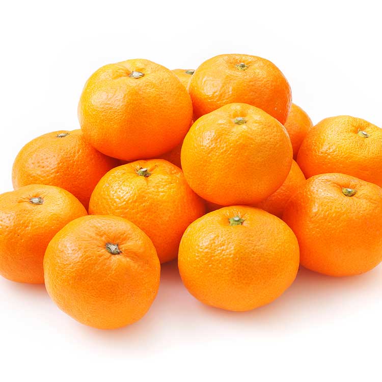 【ＷＥＢ限定】静岡県産三ヶ日みかん約４ｋｇ