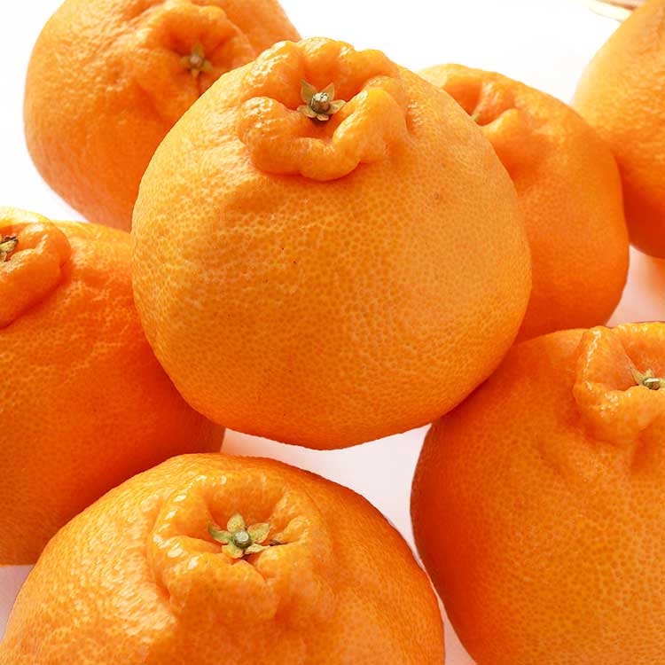 【ＷＥＢ限定】熊本県産他デコポン約３ｋｇ
