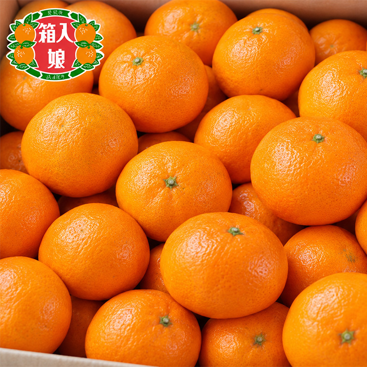 愛知県蒲郡産　箱入娘みかん　約３ｋｇ【１１月下旬以降届】