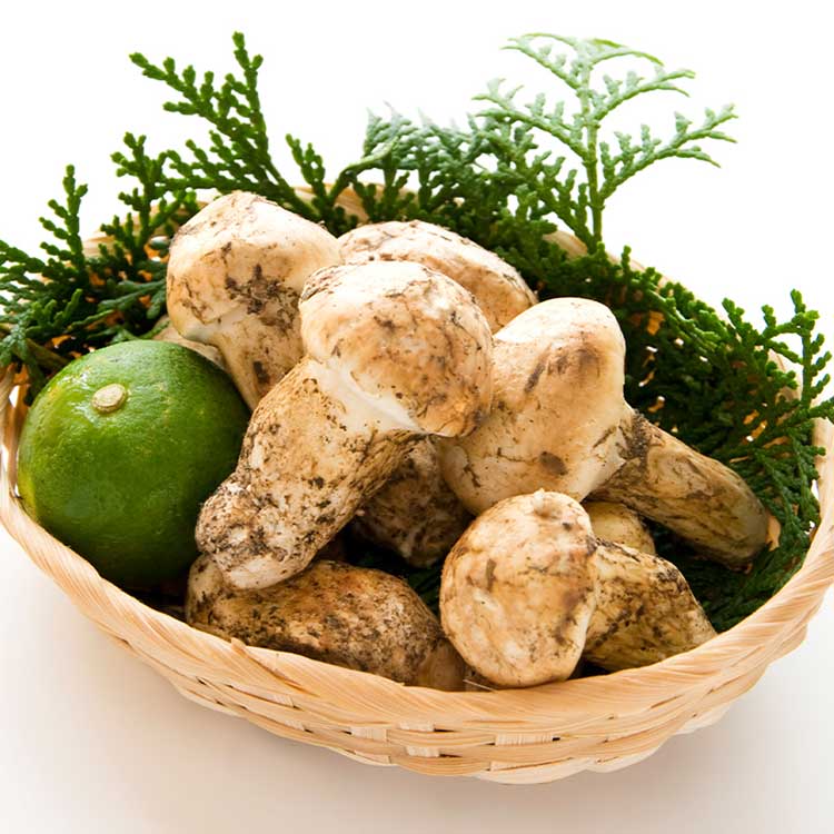 北米産まつたけ（１等・約５００ｇ）