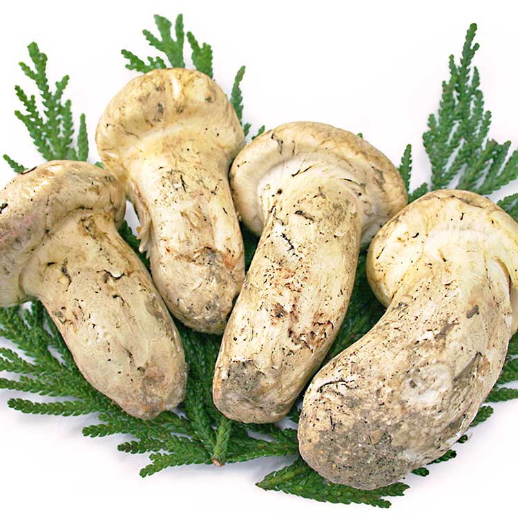 北米産まつたけ（２等・約５００ｇ）