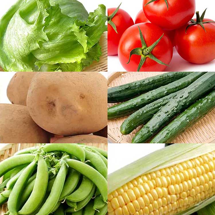 初夏の毎日のお野菜セット