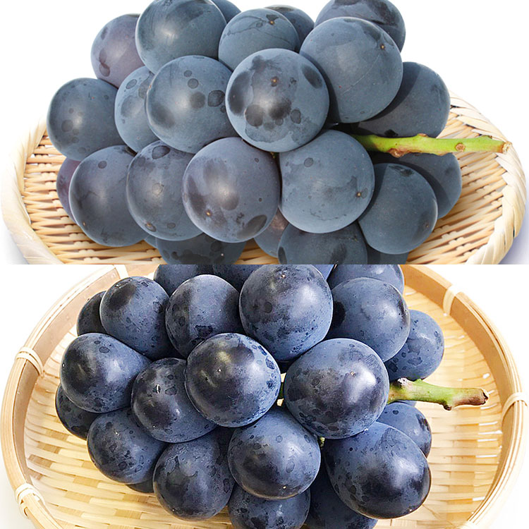 巨峰×ピオーネ　食べ比べセット
