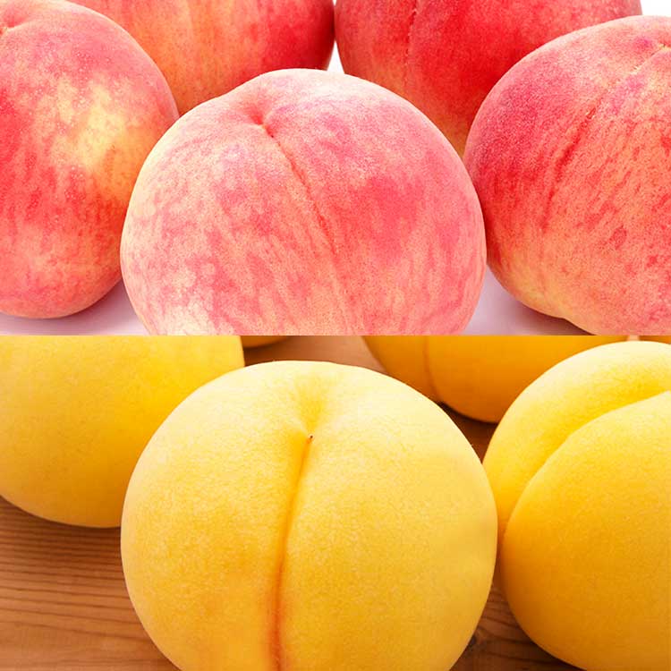 【赤×黄金】旬の福島の桃食べ比べ６～８玉【８月中旬以降】